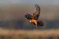 Кобчик фото (Falco vespertinus) - изображение №759 onbird.ru.<br>Источник: www.flickr.com